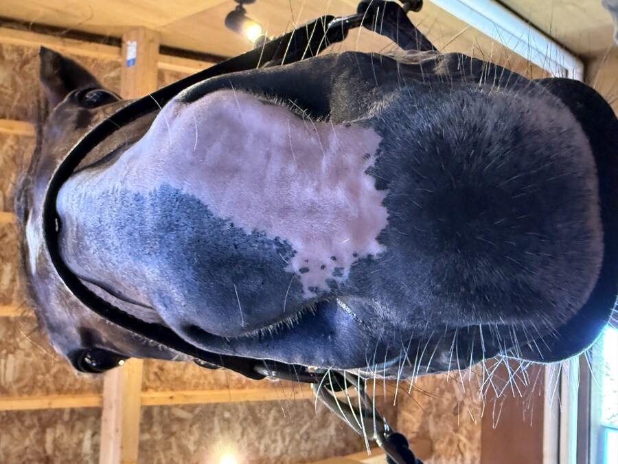 경마) / 말딸) 할무이를 더 가까이에서! 원더 어큐트 그리팅 후기_21.jpg