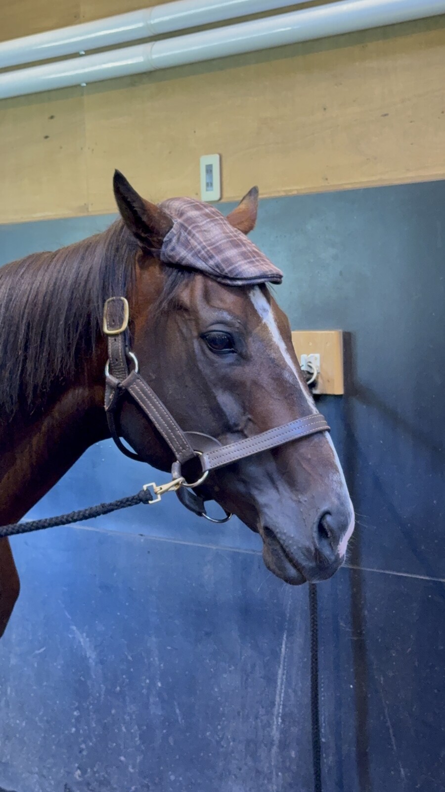 경마) / 말딸) 할무이를 더 가까이에서! 원더 어큐트 그리팅 후기_24.jpg