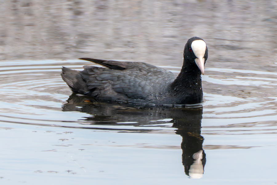 7월, 초막골생태공원과 왕송호수 탐조_31.webp