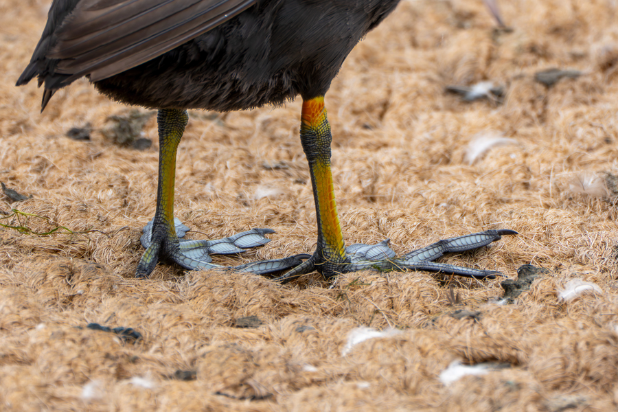 7월, 초막골생태공원과 왕송호수 탐조_32.webp