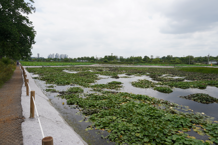 7월, 초막골생태공원과 왕송호수 탐조_33.webp