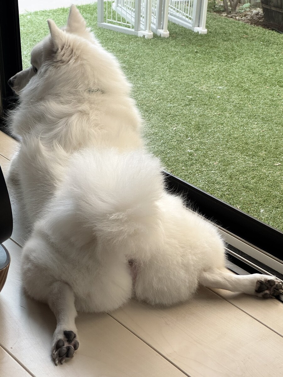 둔근처형견_1.jpg