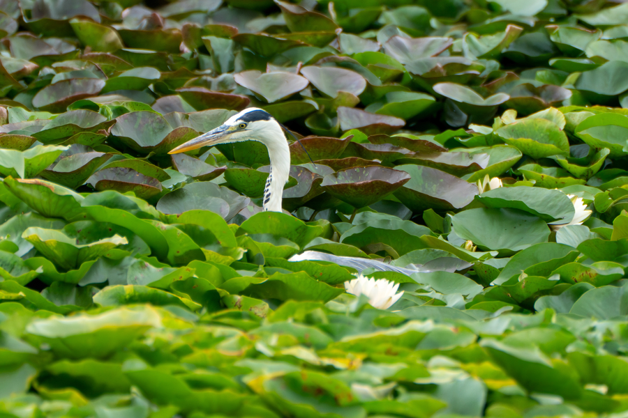 7월, 초막골생태공원과 왕송호수 탐조_35.webp