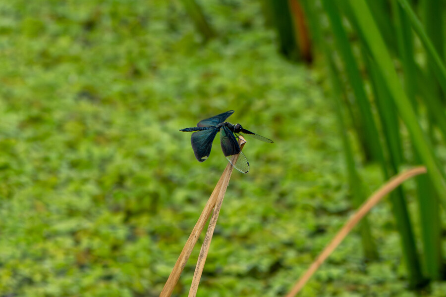 7월, 초막골생태공원과 왕송호수 탐조_40.jpg