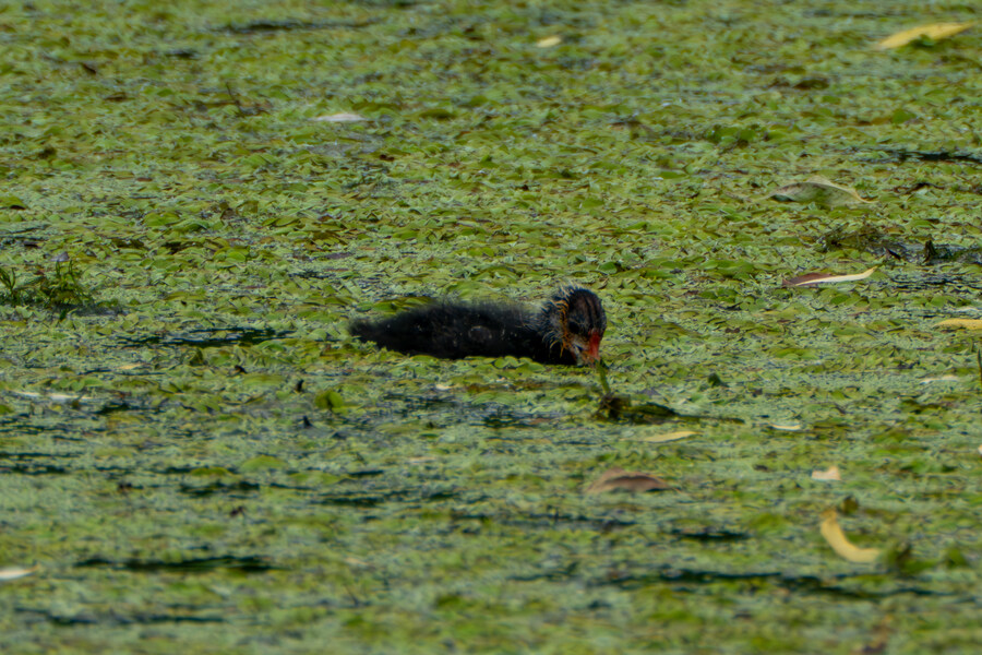 7월, 초막골생태공원과 왕송호수 탐조_41.jpg
