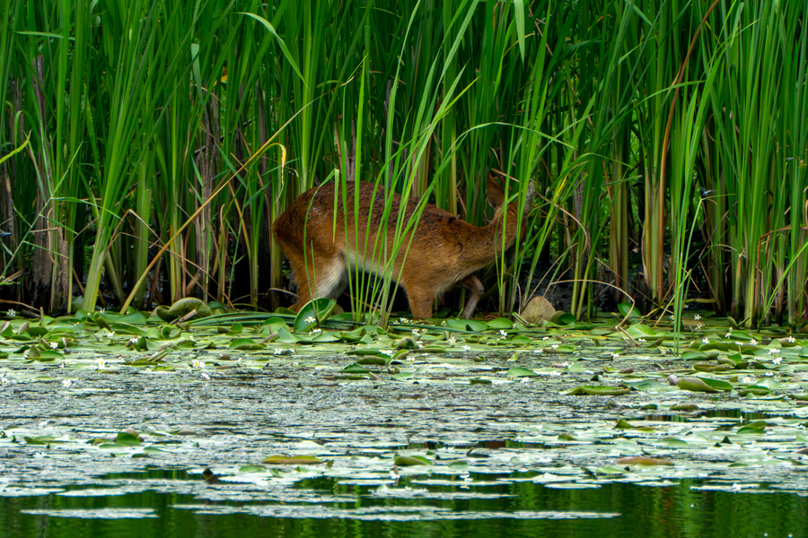 7월, 초막골생태공원과 왕송호수 탐조_42.webp