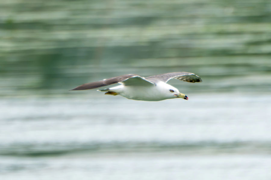 7월, 초막골생태공원과 왕송호수 탐조_44.webp