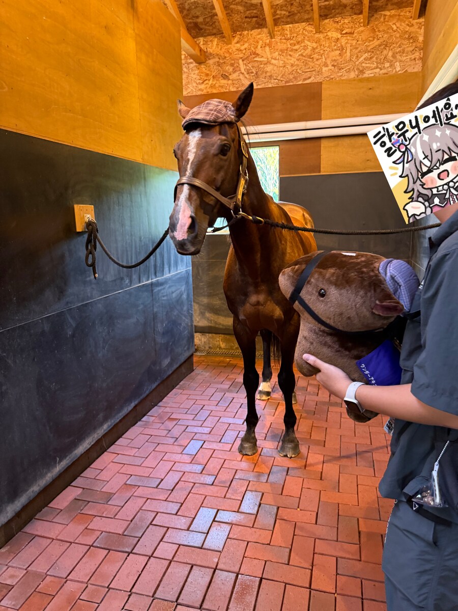 경마) / 말딸) 할무이를 더 가까이에서! 원더 어큐트 그리팅 후기_31.png