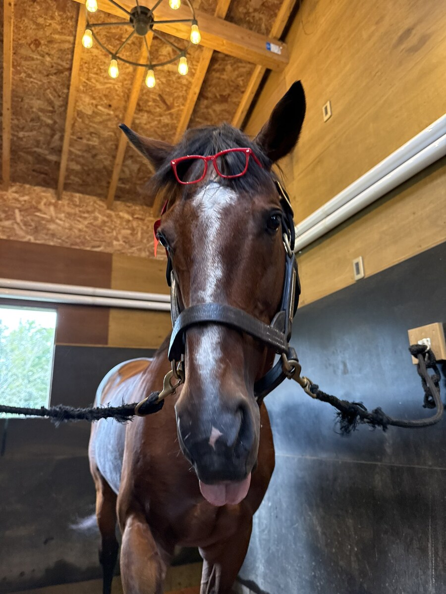 경마) / 말딸) 트랜센드의 영압이..!_5.jpg