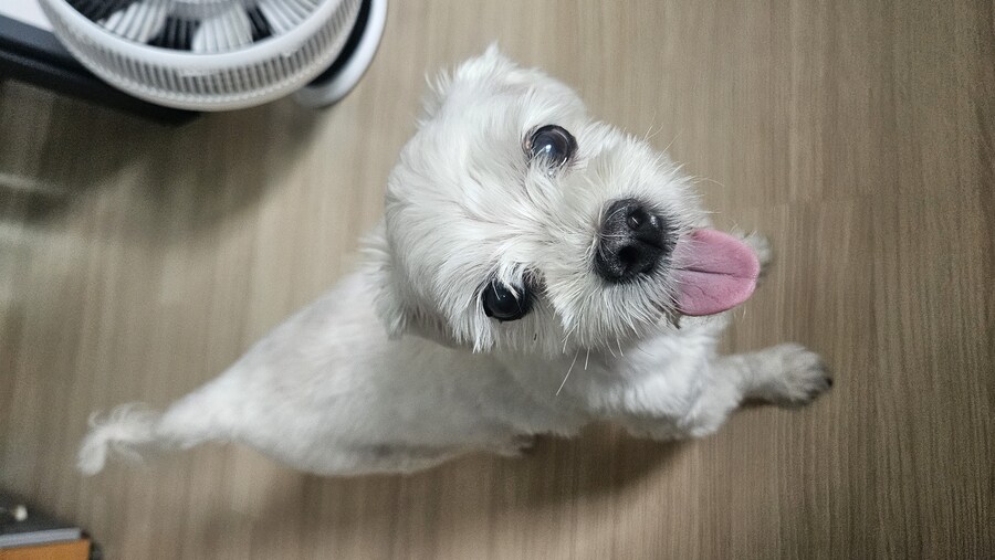 냐루비만 보여주니까 챗창이 무서워서 올리는 멈뭄미 사진_1.jpg