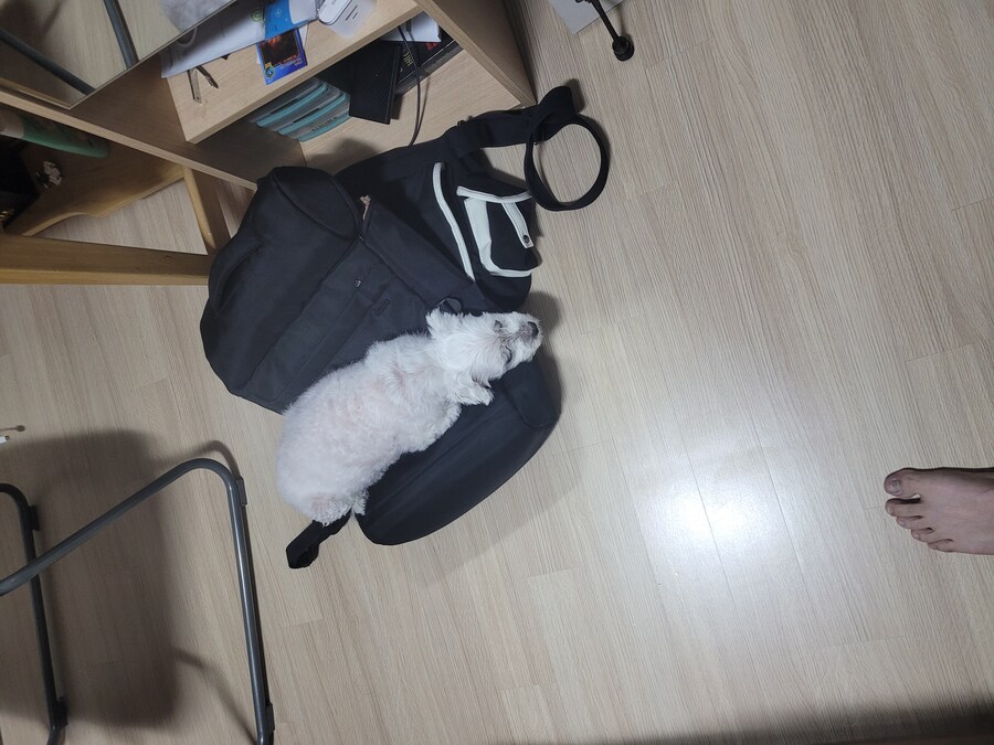 냐루비만 보여주니까 챗창이 무서워서 올리는 멈뭄미 사진_8.jpg