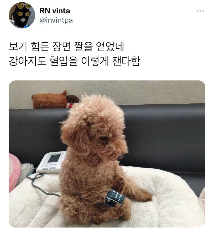 혈압 측정하는 강아지_1.jpg