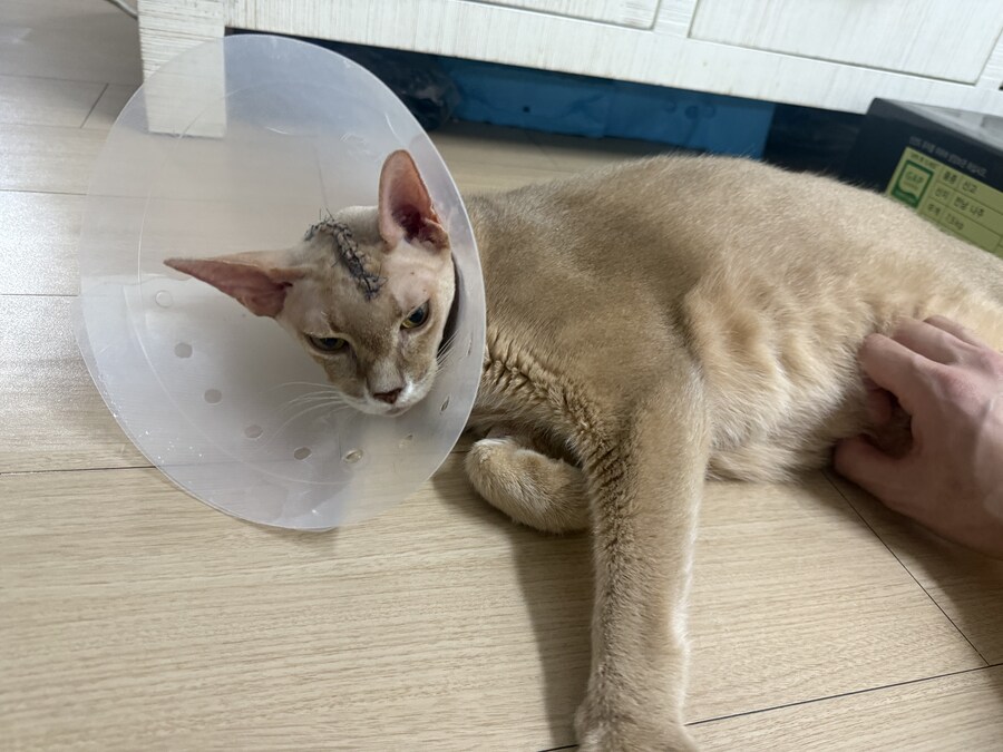 고양이)약혐) 1500만원짜리 고양이_2.jpg