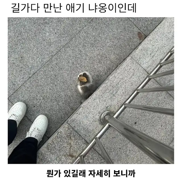 요즘 새끼 길고양이들 근황 .jpg_1.webp