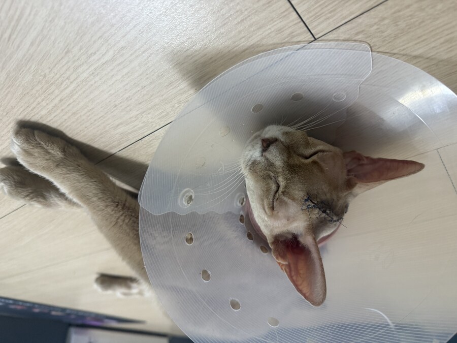 고양이)약혐) 1500만원짜리 고양이_4.jpg