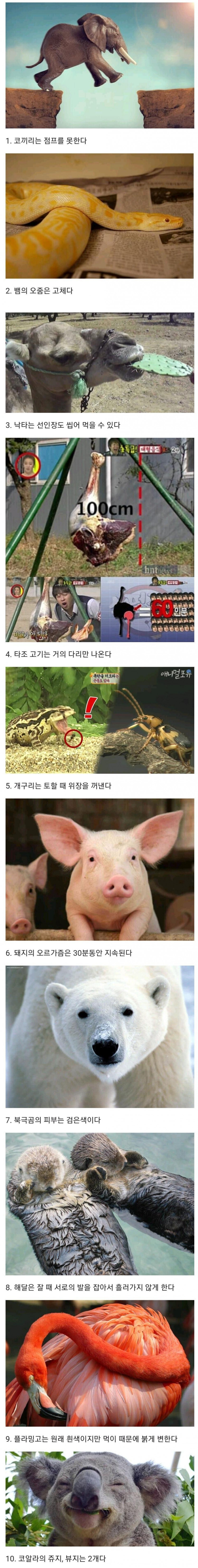 많은 사람들이 잘 모르는 동물의 신체의 신비jpg