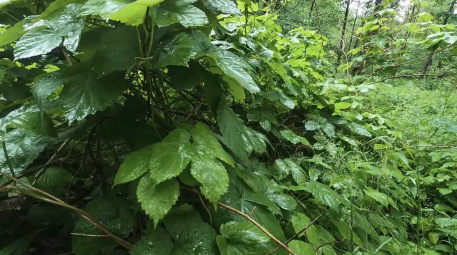 캠핑) 내 생전 이런 미친짓은 처음 봅니다_27.jpg