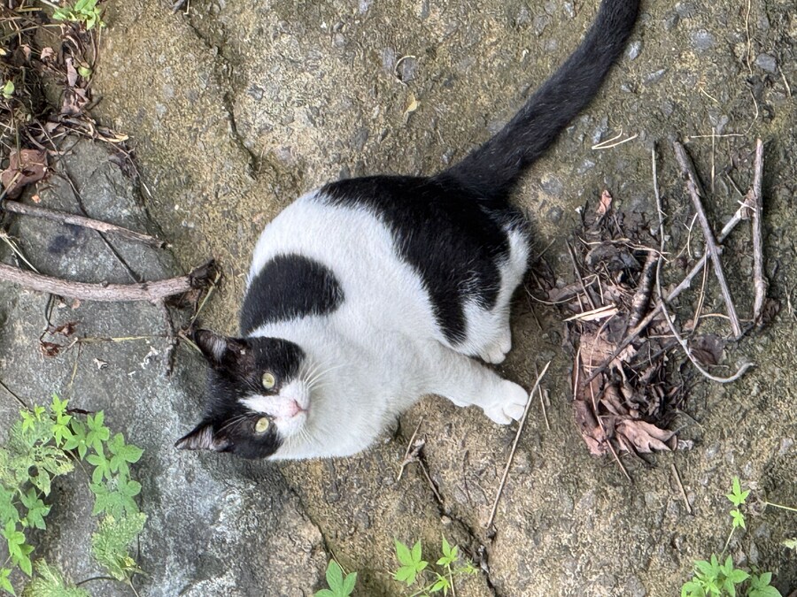 동네 뒷산에 사는 고양이_2.jpg