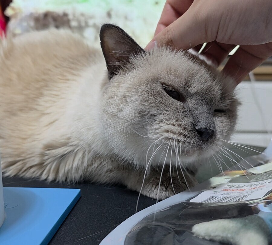 [오늘은 사랑이의 15살 생일입니다] (스압주)_126.jpg