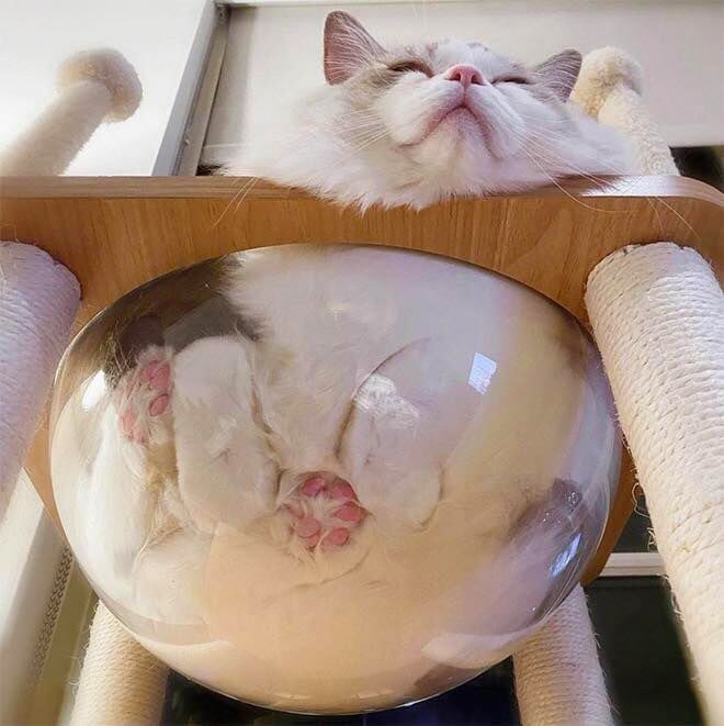고양이 캣타워 필수.jpg_3.jpg