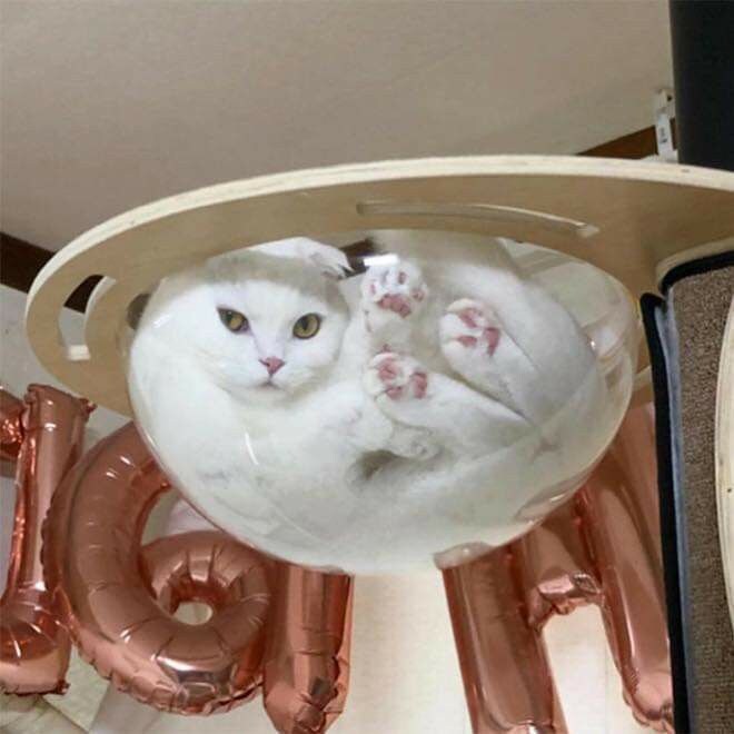 고양이 캣타워 필수.jpg_6.jpg