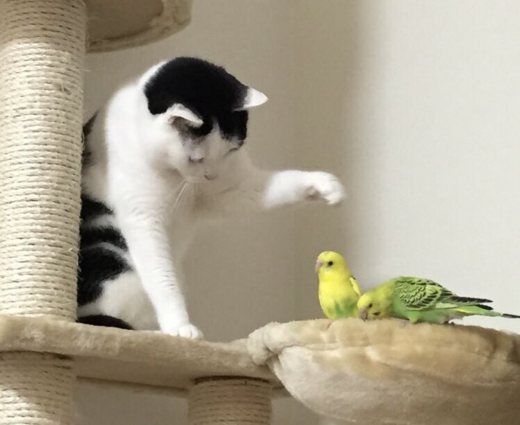 고양이 VS 새.jpg_1.jpg