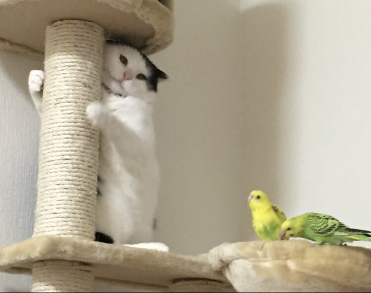 고양이 VS 새.jpg_2.jpg
