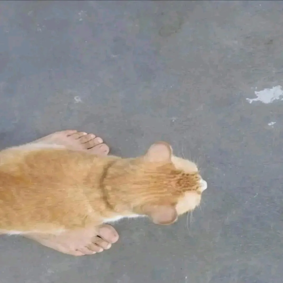 고양이 발이 좀 크다_1.webp