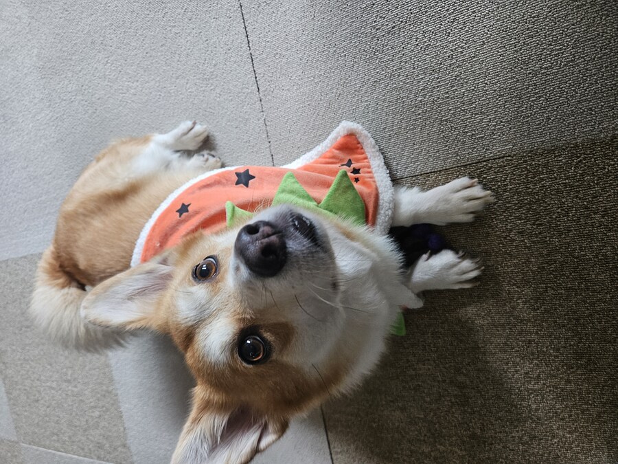 숨막히는 뒤태 미친 비율 ㅗㅜㅑ_10.jpg