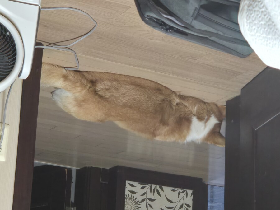 숨막히는 뒤태 미친 비율 ㅗㅜㅑ_14.jpg