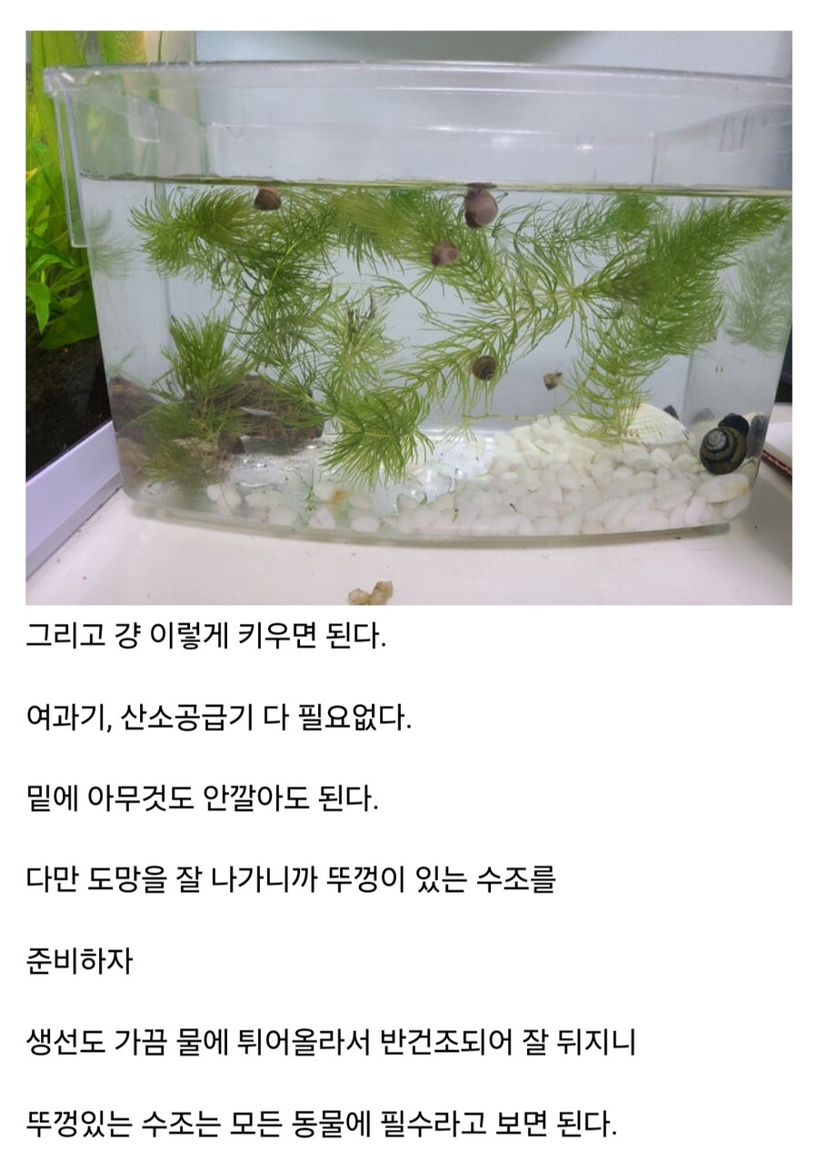 키울때 가장 난이도가 낮은 동물_2.jpg
