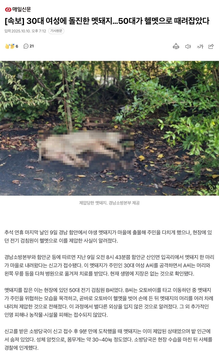 30대 여자에게 돌진한 멧돼지를 헬멧으로 때려잡은 50대.jpg_1.jpg