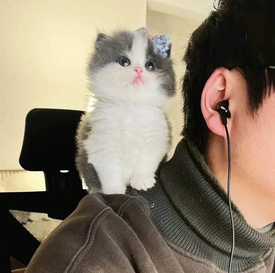 디스코드 몰래 도청하는 고양이.jpg_3.jpg