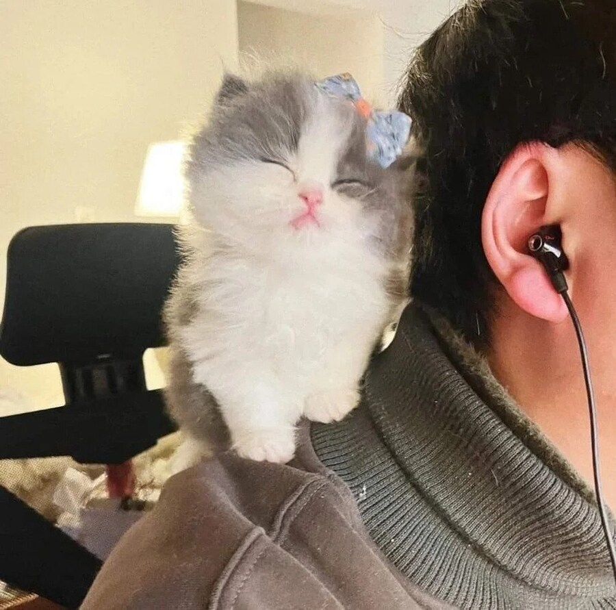 디스코드 몰래 도청하는 고양이.jpg_4.jpg