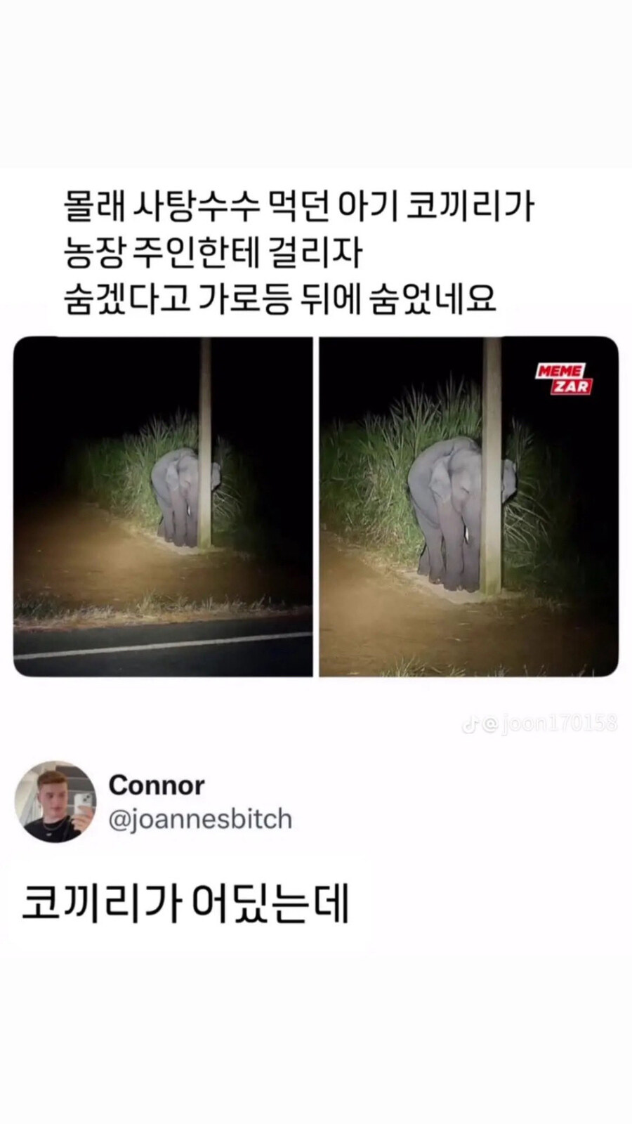 몰래 사탕수수 먹다 걸린 아기 코끼리_1.jpg