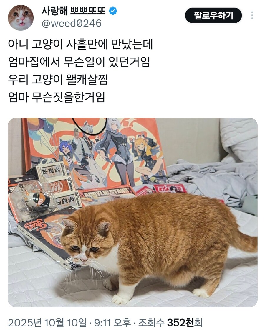 고양이 사흘후 진화_1.jpg