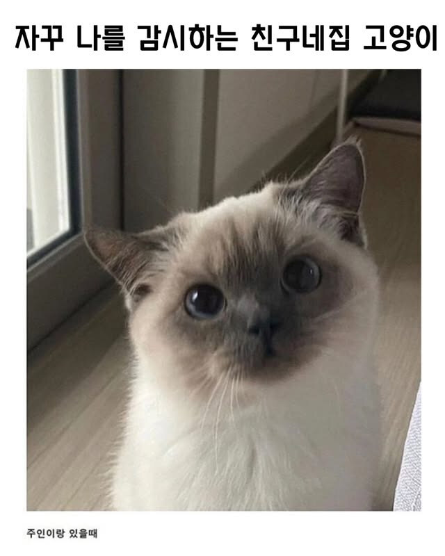 자꾸 나를 감시하는 친구네 고양이.jpg_1.jpg