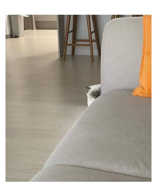 자꾸 나를 감시하는 친구네 고양이.jpg_2.jpg