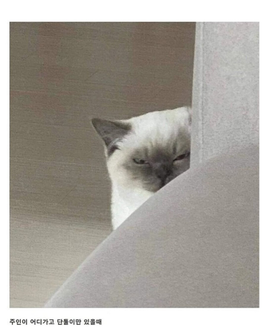 자꾸 나를 감시하는 친구네 고양이.jpg_3.jpg