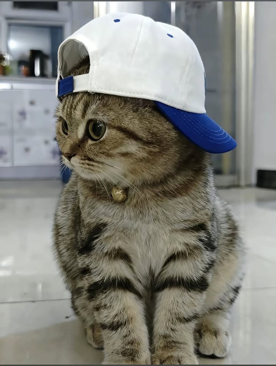 야구모자 쓴 냐옹이와 댕댕이..._1.jpg