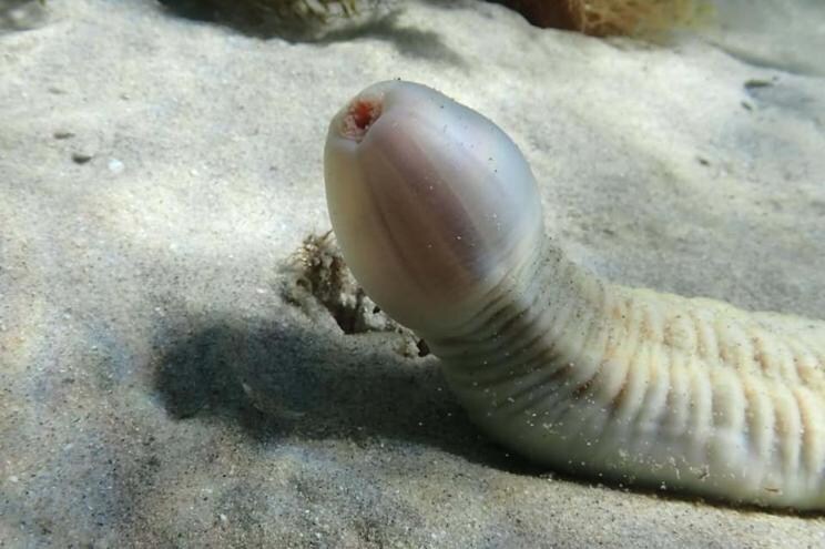 미국 보건부 장관, "포경수술이 자폐증 유발"_1.jpg