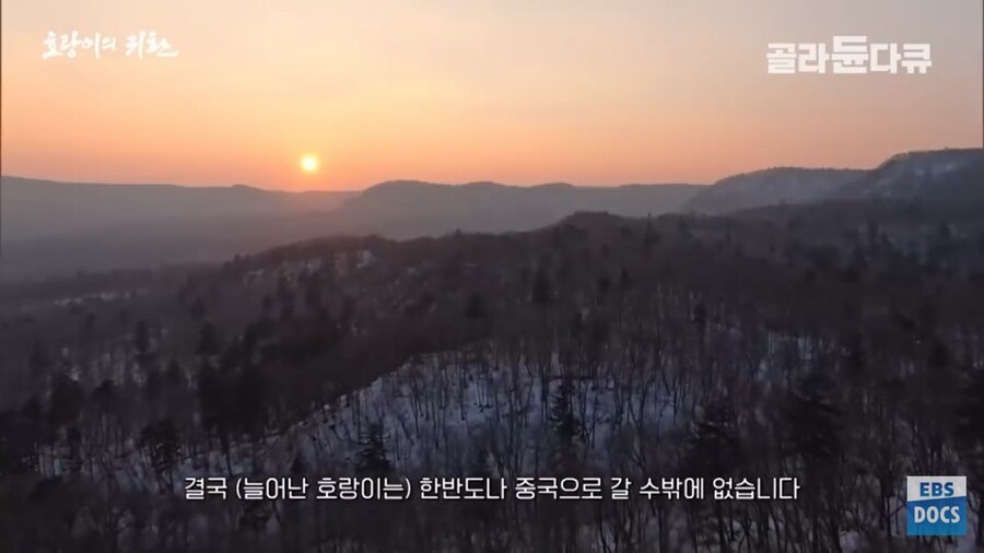 러시아 전문가 : 호랑이와 표범은 이미 한반도로 돌아갔음. 확실함_3.jpg