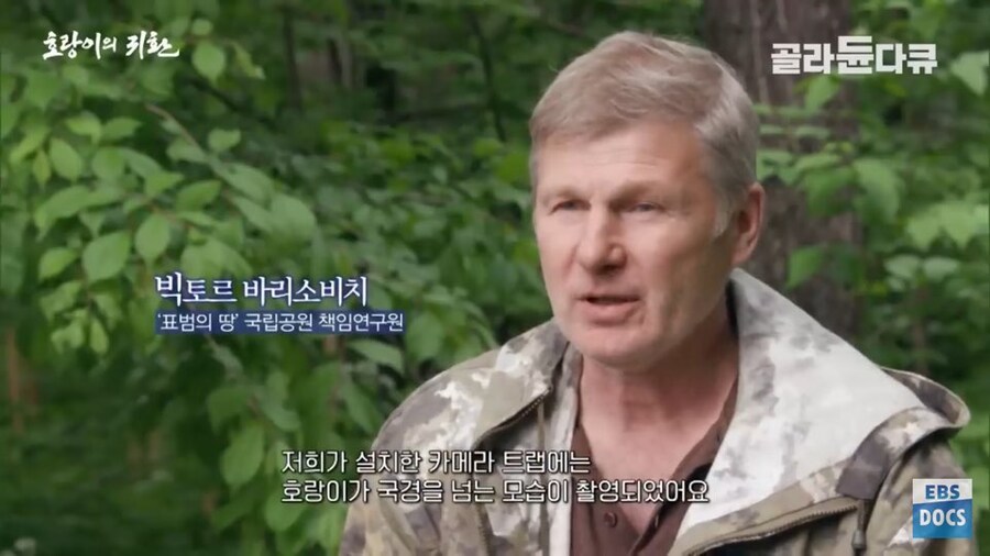 러시아 전문가 : 호랑이와 표범은 이미 한반도로 돌아갔음. 확실함_6.jpg