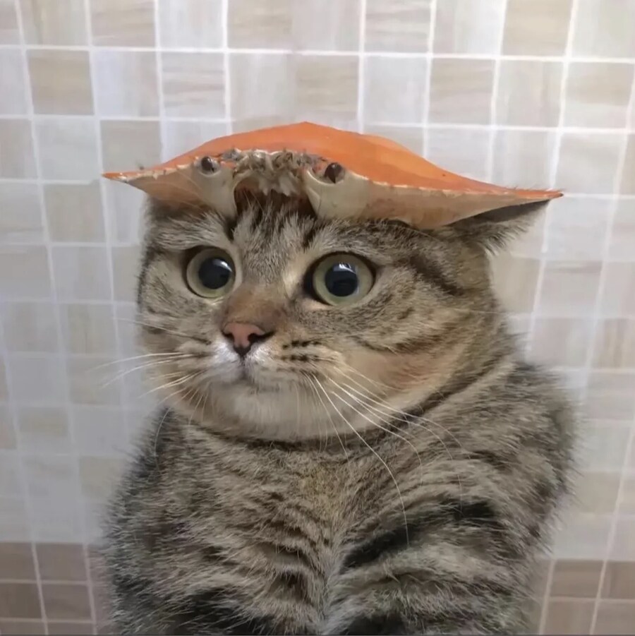 고양이 머리위에 게임_2.jpg