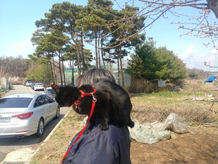 인기없는 검음 고양이 원시 고대의 모습_5.jpg