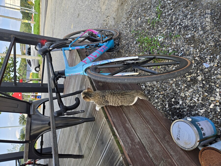 고양이 베게_1.jpg