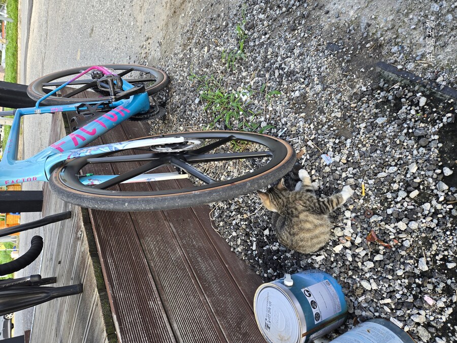 고양이 베게_2.jpg