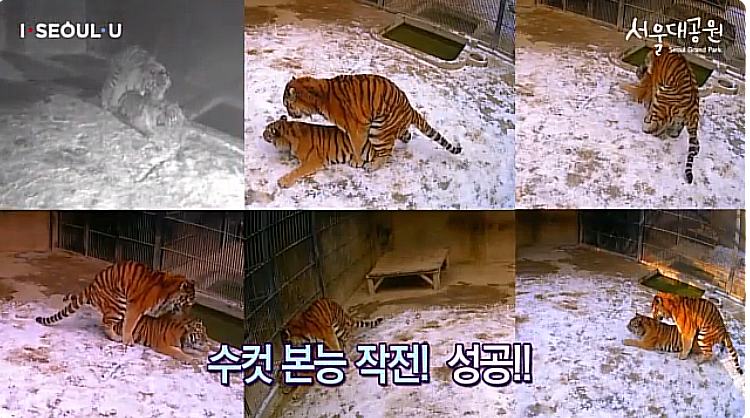 서울대공원 유튜브 보는데 호랑이 교미하는거 보여줌_1.png