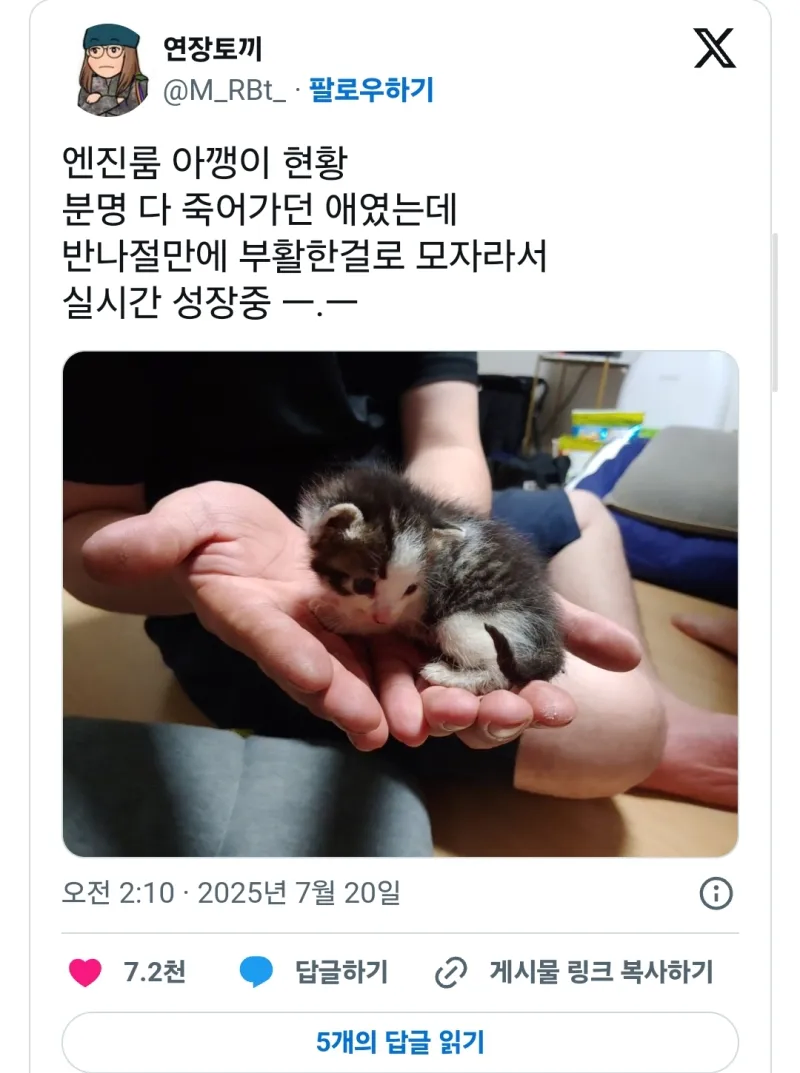 자동차 엔진룸 안에 있던 새끼고양이._2.webp