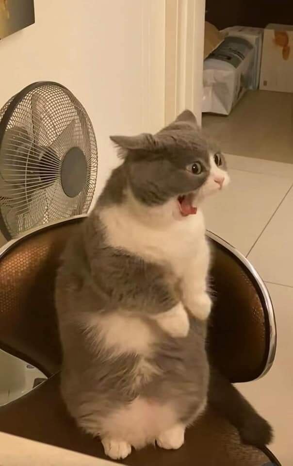 하품하는걸 들킨 고양이_1.jpg